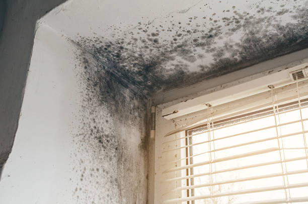 Affordable Crawl Space Mold Remediation solutions in Grantville, GA